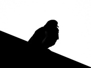 12th Mar 2021 - Silhouette of a Dove