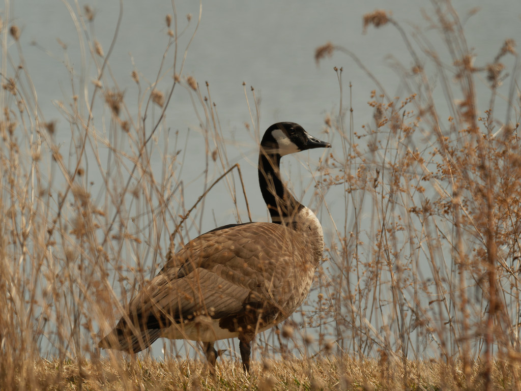 Canada goose by rminer