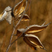 milkweed pods by rminer