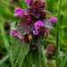 Ground ivy by geertje