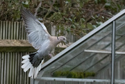 14th Mar 2021 - On the wings of a dove