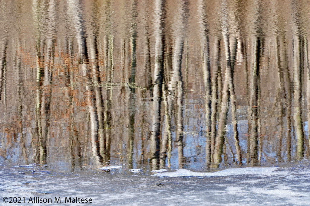 Reflected Trees by falcon11