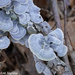 Blue Fungi by falcon11