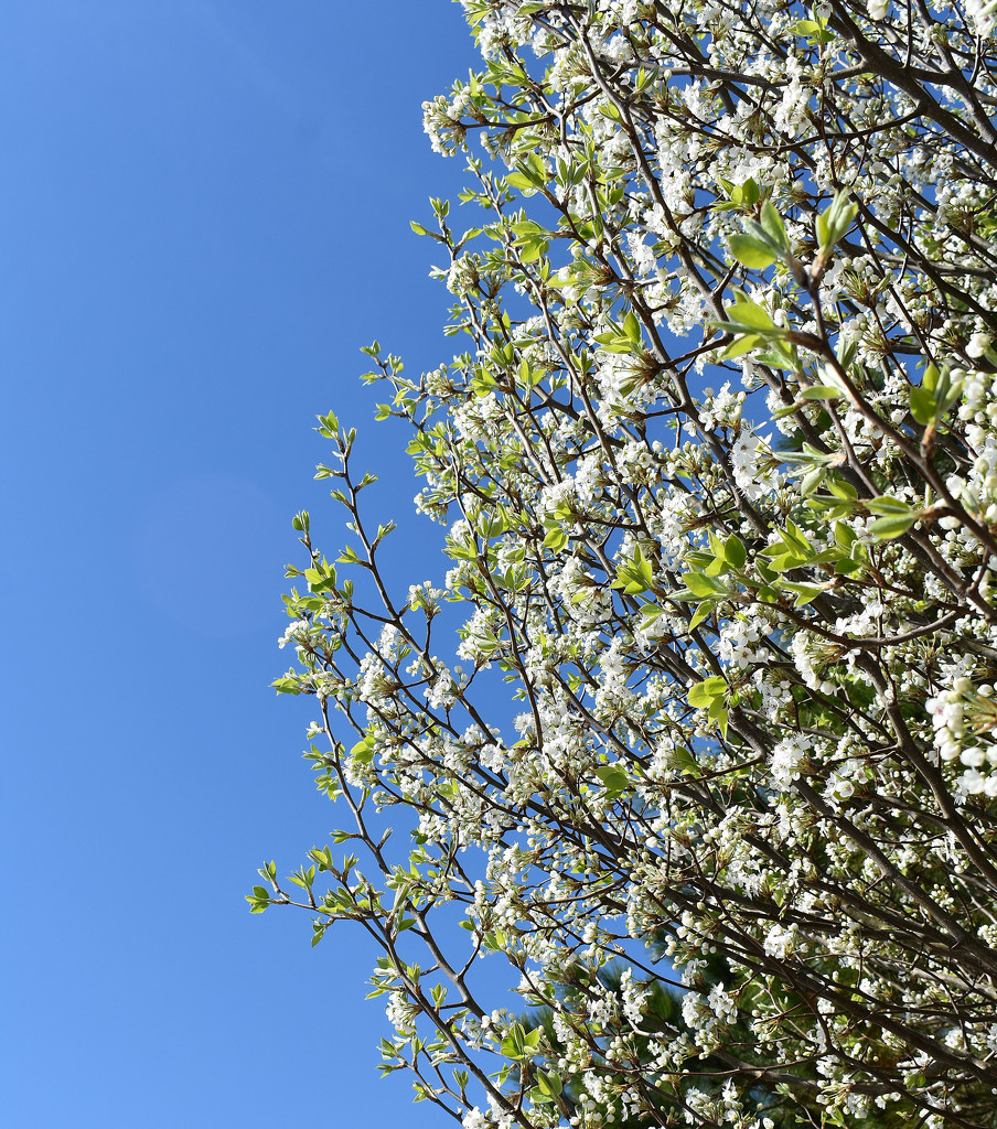 Carolina Blue Skies in the Spring by homeschoolmom