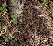 13th Mar 2021 - Ants!