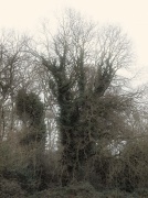 13th Jan 2011 - Tree