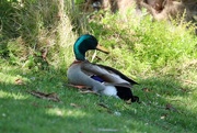 13th Mar 2021 - Ducking out ...