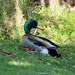 Ducking out ... by lisasavill