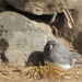 Junco by susan727