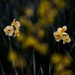 Forsythia Foreground, 3 and 4 headed Daffodils by darylo