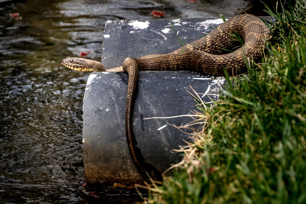 Gibbs Garden Ga. Brown Snake Hanging Out by darylo
