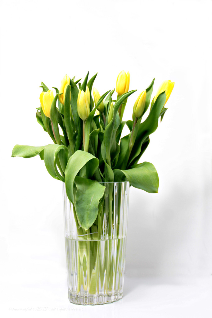 a vase of tulips by summerfield