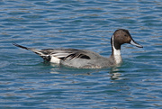 14th Mar 2021 - Northern Pintail