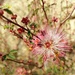 Desert Flower by harbie