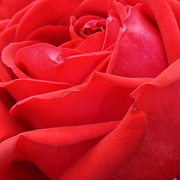 15th Mar 2021 - a red, red rose