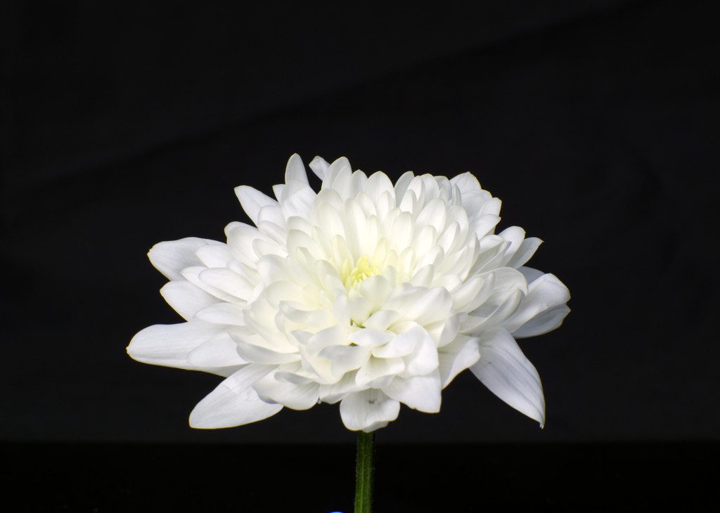 Chrysanthemum by 365projectorglisa
