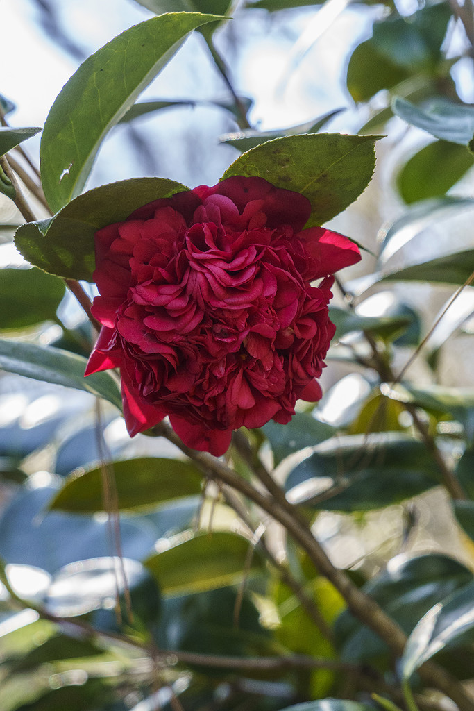 Red Camellia by k9photo