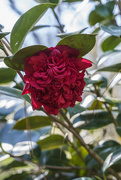 15th Mar 2021 - Red Camellia