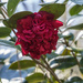 Red Camellia by k9photo