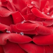 15th Mar 2021 - Raindrops Nestled On Velvety, Red Petals P3050364