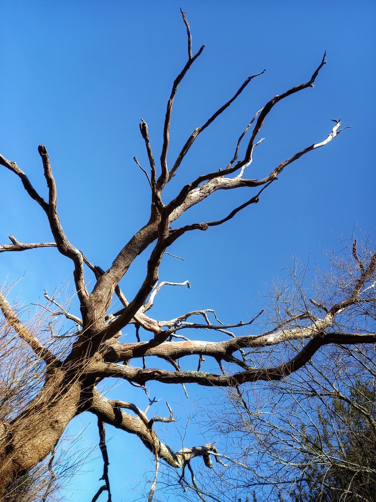 12th March - An Ancient Oak by valpetersen