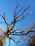 12th Mar 2021 - 12th March - An Ancient Oak