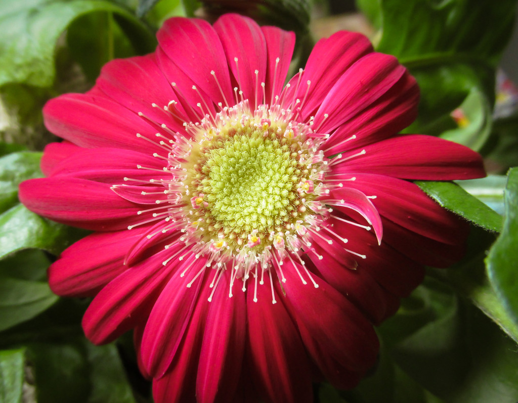 Red Gerbera by mittens