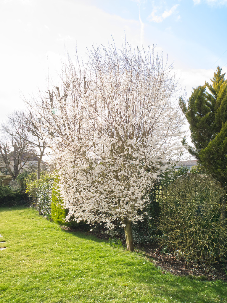 Blossom tree in back garden by jon_lip