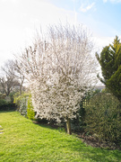 14th Mar 2021 - Blossom tree in back garden