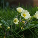 Front Garden Primrose by jon_lip