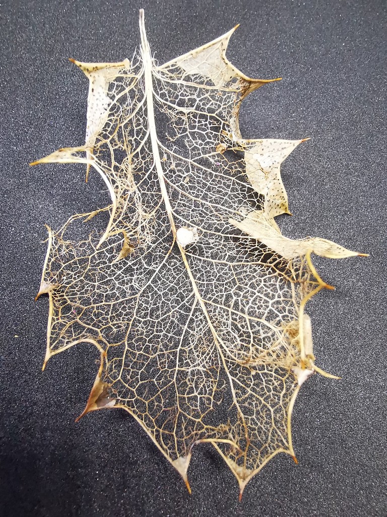 Holly Leaf Skeleton by plainjaneandnononsense