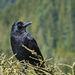 Raven  by jgpittenger