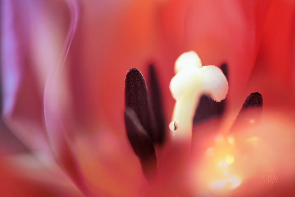 2021-03-15 tulip day by mona65