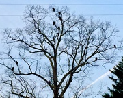 14th Mar 2021 - Eleven vultures in a tree