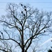 Eleven vultures in a tree by margonaut