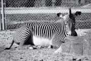 15th Mar 2021 - Zebra