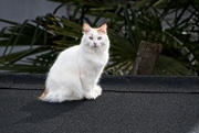 15th Mar 2021 - Cat on Roof