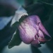 Lenten Rose  by mzzhope
