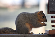 12th Mar 2021 - Just Our Resident Squirrel...