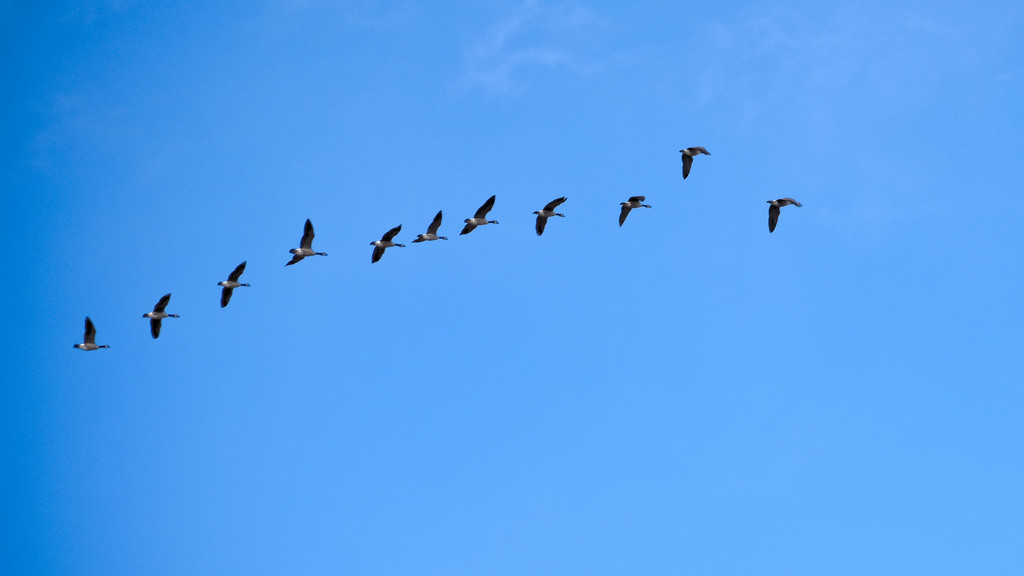 Canadian Geese In Flight by bjywamer
