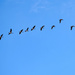 Canadian Geese In Flight by bjywamer