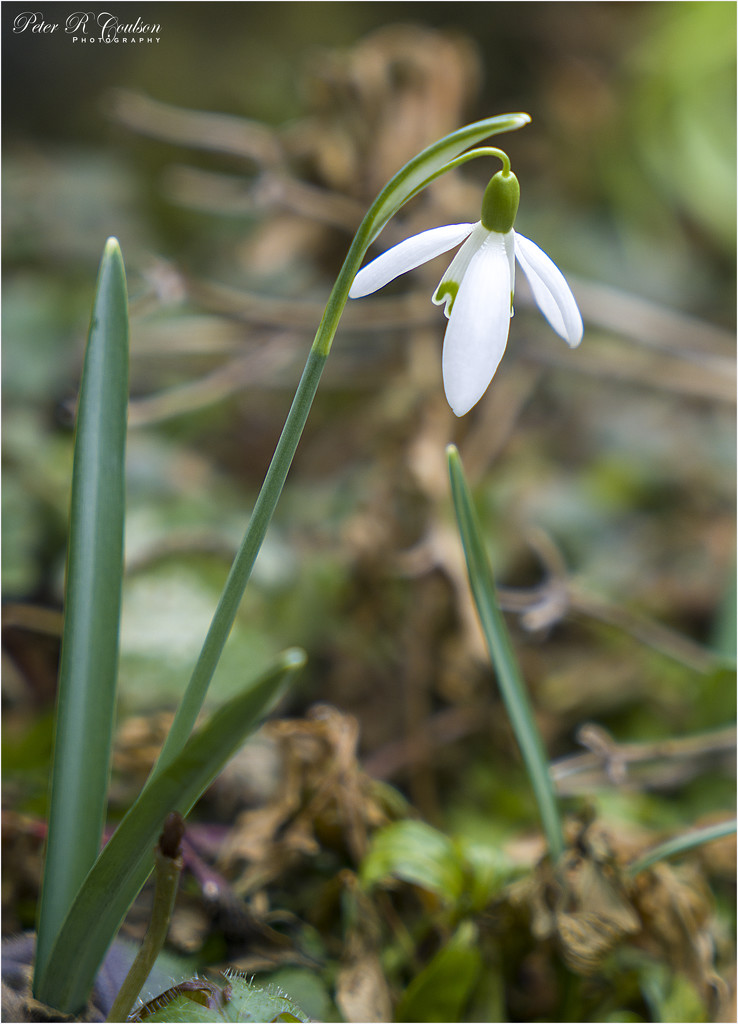 Single Snowdrop by pcoulson