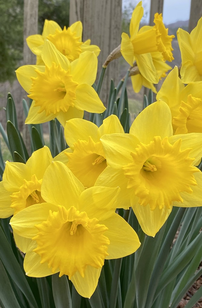 Ahhh... Daffodils in Bloom!   by calm