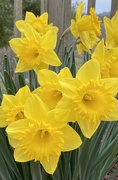 15th Mar 2021 - Ahhh... Daffodils in Bloom!  
