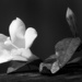 Wild Carolina jasmine... by marlboromaam