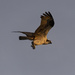 Uplit Osprey by timerskine