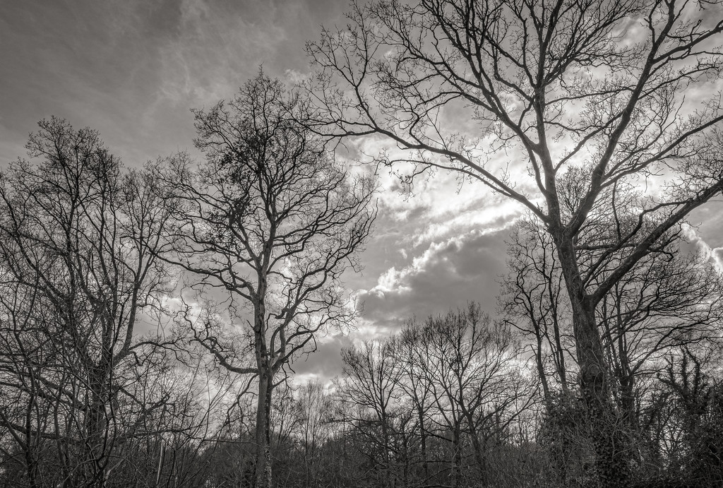 Bare Trees and a Big Sky... by vignouse
