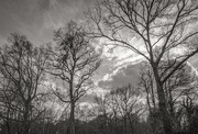 15th Mar 2021 - Bare Trees and a Big Sky...