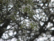 15th Mar 2021 - Pear Blossoms