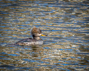 15th Mar 2021 - Little Duck in Gold and Blue